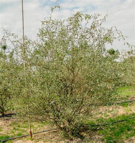 Саженцы ивы свердловская извилистая купить в Москве по цене от 1500 рублей