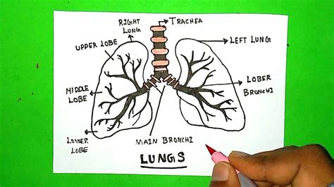 Human Lungs Diagram For Kids