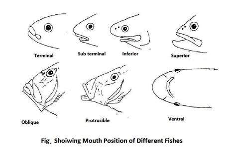 Feeding Adaptation Of Fishes Biology Educare