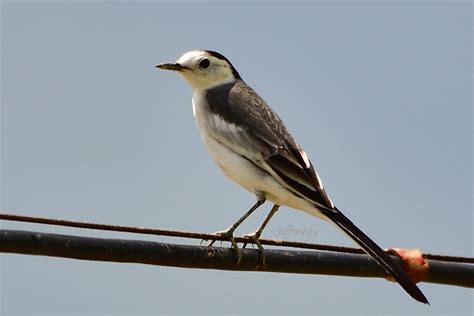 白鶺鴒 White Wagtail Motacilla Alba Jeffreycfy Flickr