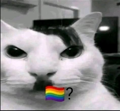 😾🏳️‍🌈 Rperfisperfeitos