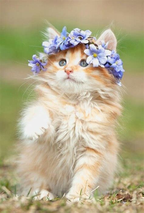 Flower Kitty 💐🌸🏵🌹🌼 Kittens Cutest Cute Cats And Kittens Cats And Kittens