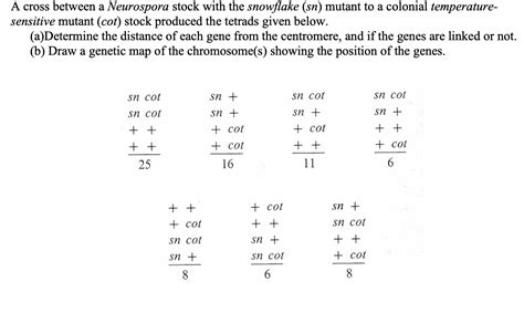 Solved A Cross Between A Neurospora Stock With The Snowflake Chegg