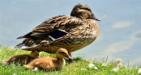 Mallard Chick Infant Free Photo On Pixabay Pixabay