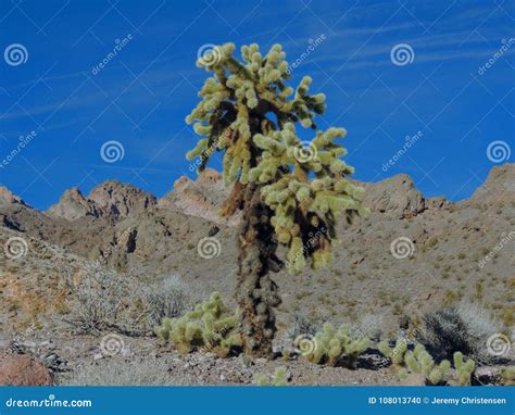 cholla jumping cactus cylindropuntia fulgida  jumping cholla