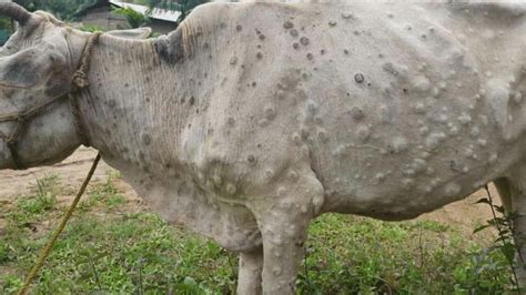 Seers Perform Rituals To Save Cows From Lumpy Skin Disease In Rajasthan