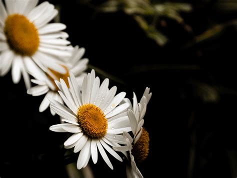 Bem-Me-Quer on Behance