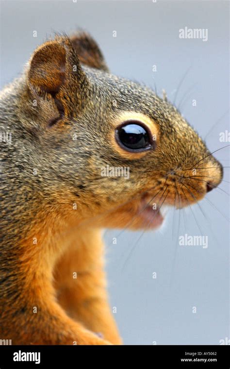 Douglas squirrel or chickaree Stock Photo - Alamy