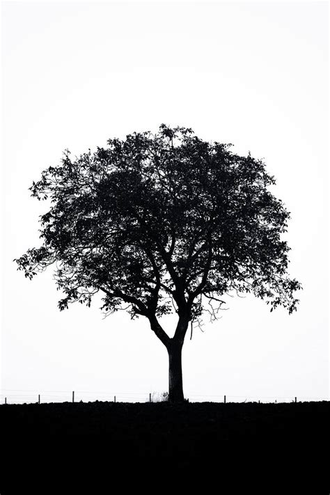 tree in the shadow Photography by Igor Vitomirov | Saatchi Art