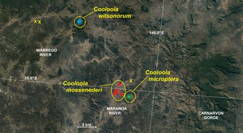 map  records  cooloola moesenederi sp  red circles