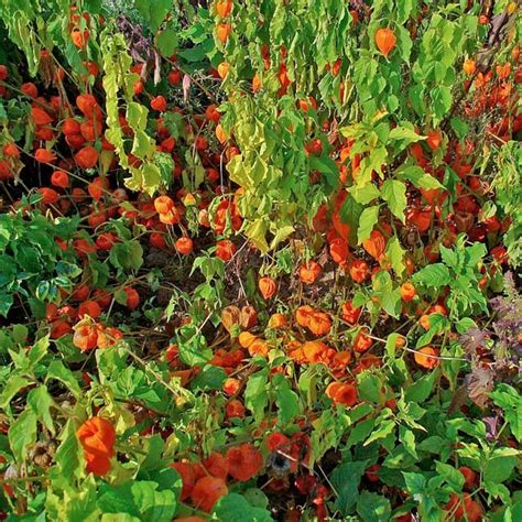 Physalis Alkekengi 250 Seeds Chinese Lantern