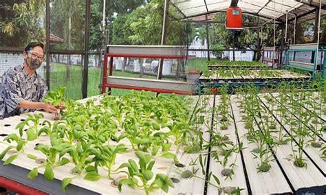 Aktiviti Pertanian Hydroponic Di Sekolah Harrison Has Conway