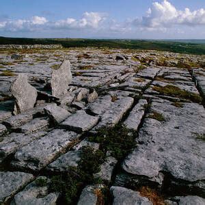 Limestone Pavement With Wild Flowers In Cleft Photograph By Simon