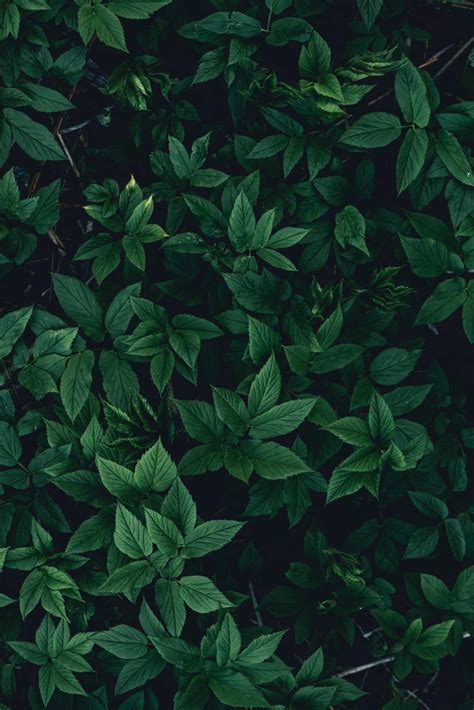 🔥 [20+] Dark Green Leaves Wallpapers | WallpaperSafari