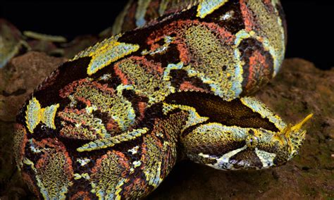 The 35 Most Colorful Snakes You’ll Find on Earth