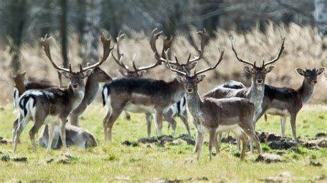 Forstwirtschaft Landesbetrieb Nimmt Mehrere Millionen Euro Mit Jagd