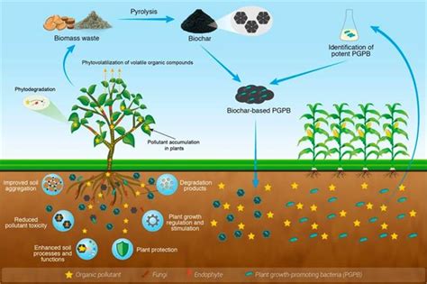 南京土壤所应邀在Environmental Science Technology发表生物炭 细菌 植物协同修复有机污染土壤综述论文