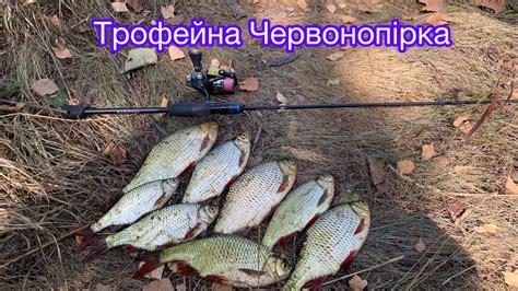 Ловля Трофейної червонопірки на поплапопер літом - YouTube