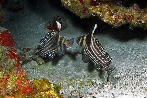 Drumfish-Chankanaab Shallows | stokes rx | Flickr