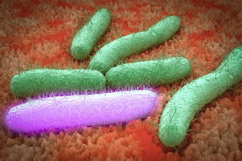 Chemical engineers boost bacteria’s productivity | MIT News