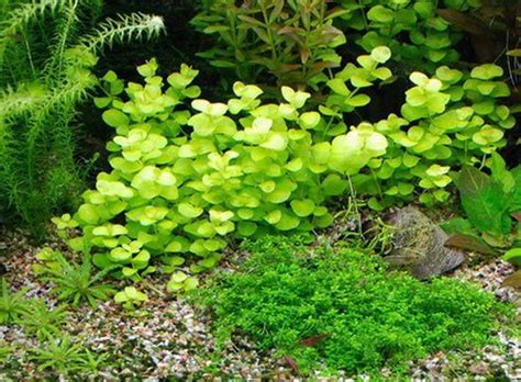 Lysimachia nummularia - Кръглолистно ленивче | Българска аквариумна ...