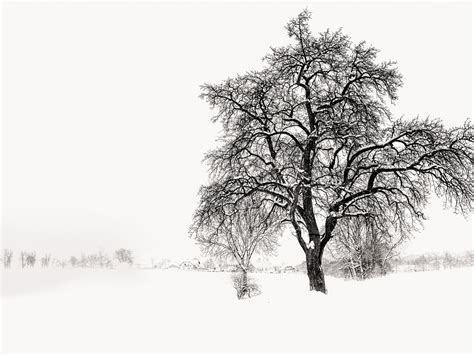 White Snowy Tree-Winter Landscape HD Wallpaper Preview | 10wallpaper.com