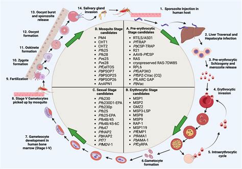 Frontiers Host Parasite Interactions During Plasmodium Infection Implications For Immunotherapies