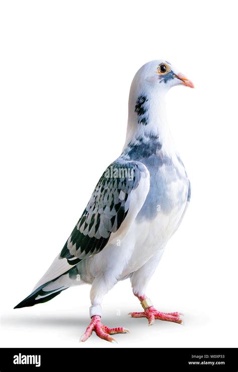 White Homing Pigeon