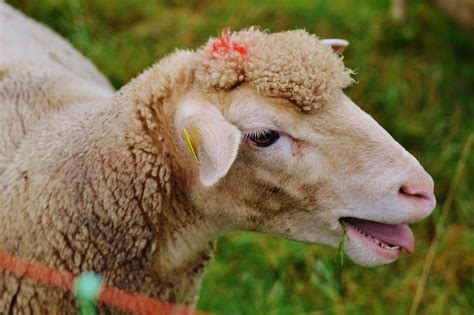 Keep Clothes On Your Sheep No More Naked Sheep