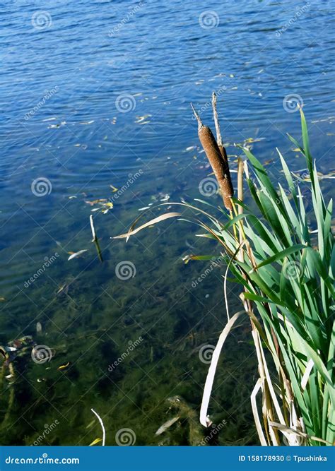 Green Blooming Bulrush Against a Transparent Pond Stock Photo - Image