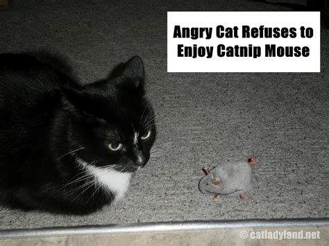 Funny Angry Cats 35 Background - Funnypicture.org