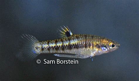 heterandria formosa