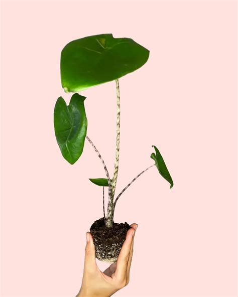 Alocasia Zebrina Mini Comprar Online Pur Plant