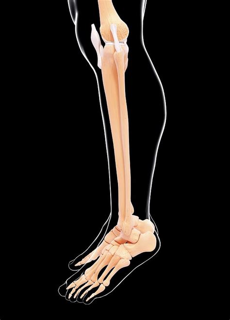 Human Leg Bones Photos : Lower Leg Bones High Resolution Stock ...