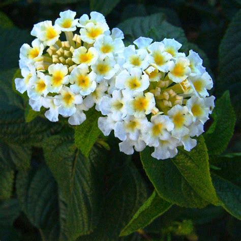 Lantana Camara Plantes De Flor Flors Catalunya