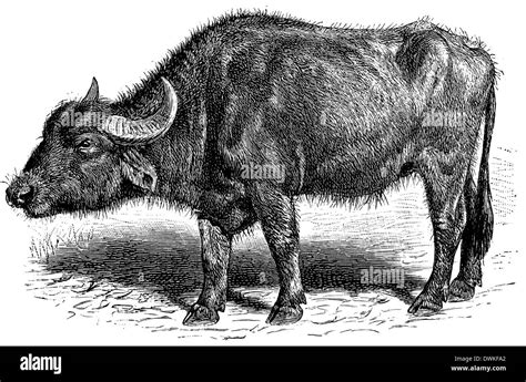 Tamaraw Drawing Sketch