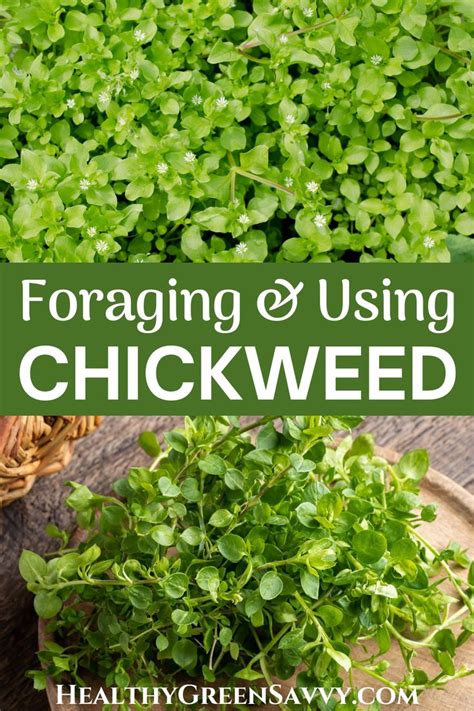 Chickweed Identification, Uses & Benefits | Edible wild plants ...