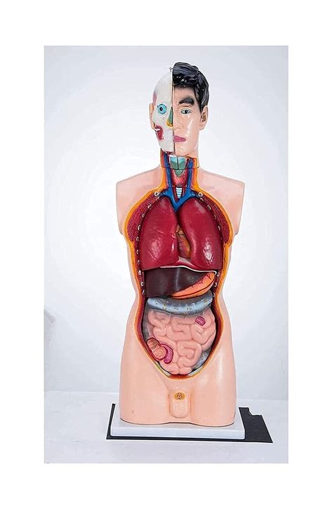 Buy Teaching Model Anatomical Model Of Human Torso Model Human Body