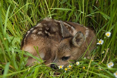 Rehkitzrettung Schweiz Wo Drohnenpiloten Zu Tierrettern Werden