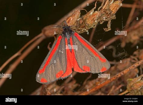 Cinnabar Moth Tyria Jacobaeae Sitting At Sprouts Germany Stock