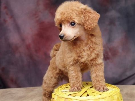Той пудель: фото собаки, цена, описание породы, характер, видео
