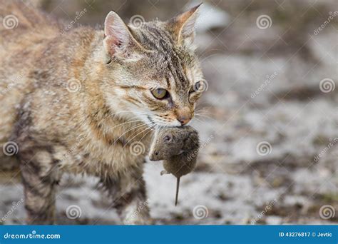 Katze Mit Maus Im Mund Stockbild Bild Von Plage Verriegelung