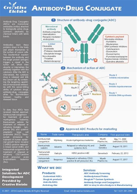 A Brief Introduction Of Antibody Drug Conjugate