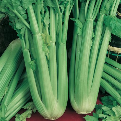 Celery Seed Street Australia