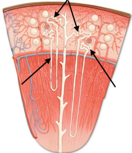 Anatomy Of Nephron Flashcards Quizlet