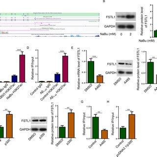 H K Acetylation Induced Fstl Upregulation By P Runx Co