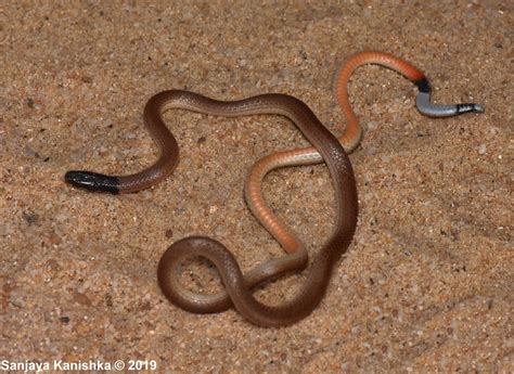 Slender Coral Snake Snakes Of Peninsular India · Biodiversity4all