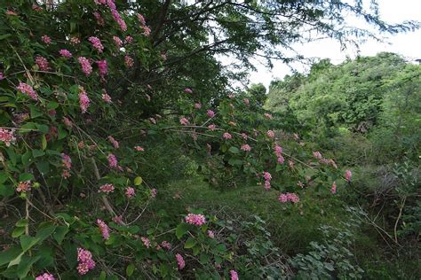 Top Invasive Species Are Blooming In India Despite Climate Change