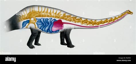 Sauropod hi-res stock photography and images - Alamy