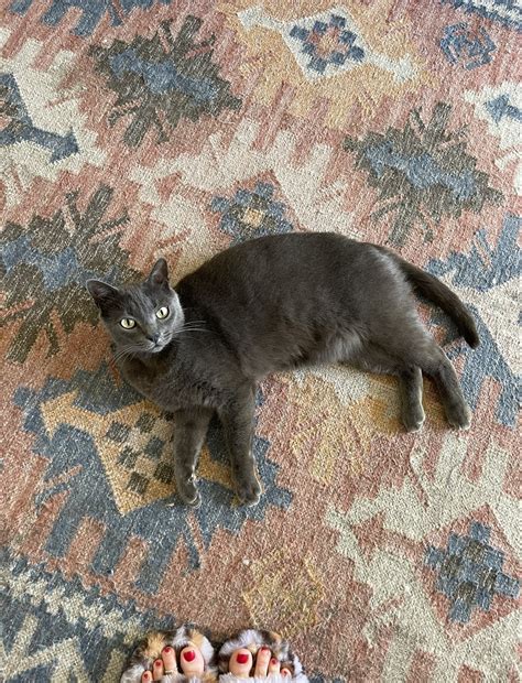 Missing Grey Cat with Green Eyes – Abandoned Animal Rescue